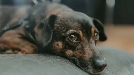 Senior dog resting at home