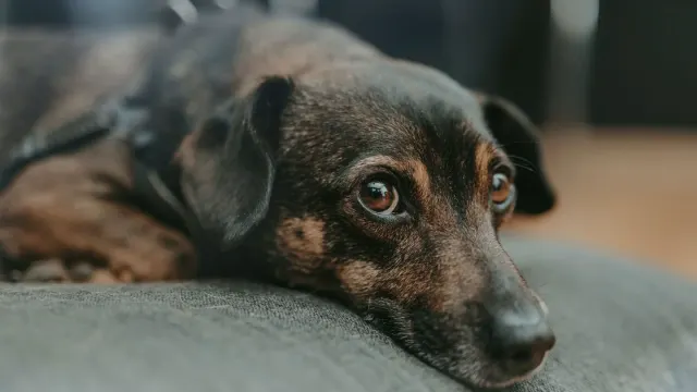 Senior dog resting at home