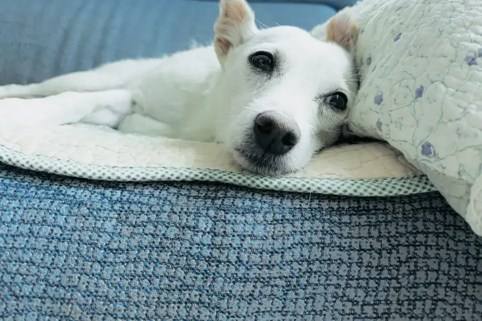 Senior dog resting at home