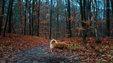 Senior dog walking outdoors
