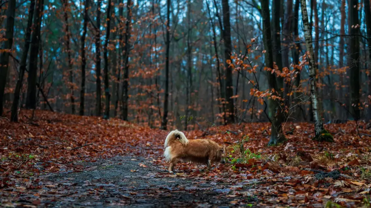 Senior dog walking outdoors