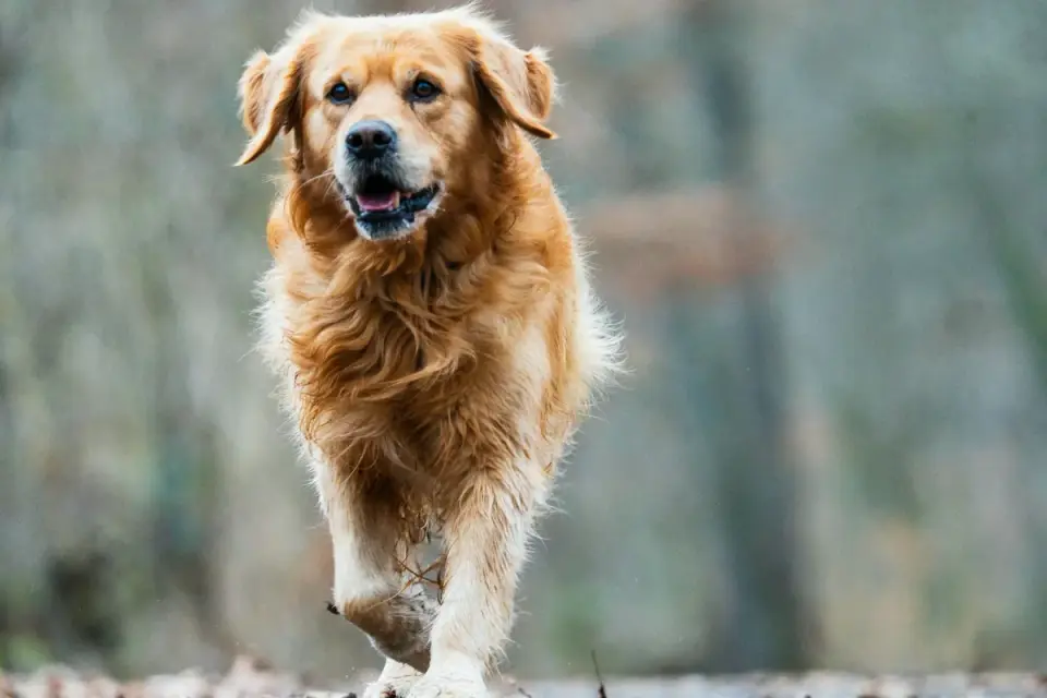 Senior dog walking outdoors