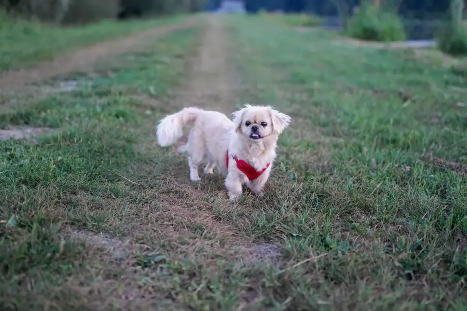 Senior dog walking outdoors