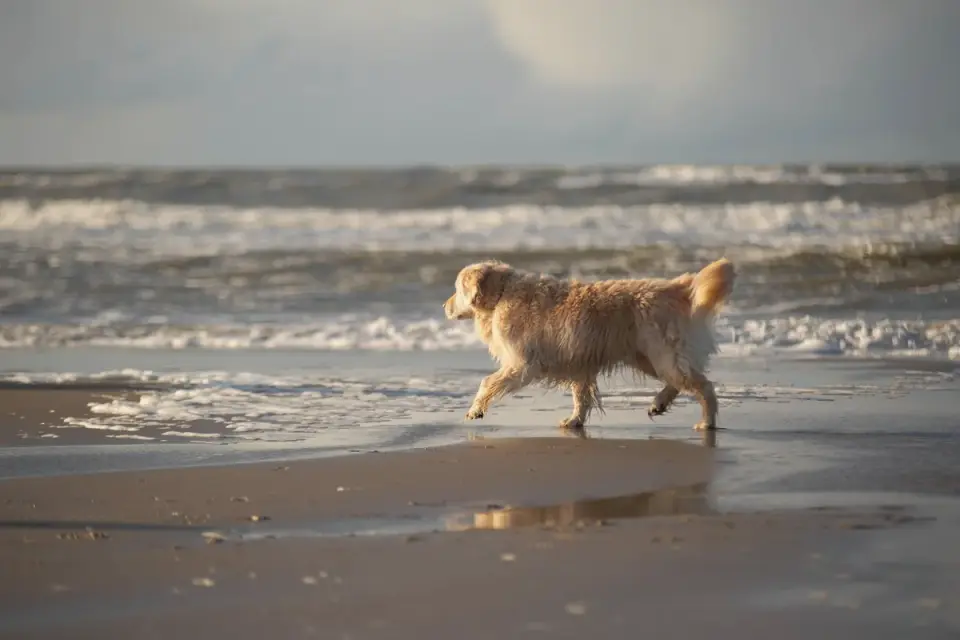 Senior dog walking outdoors