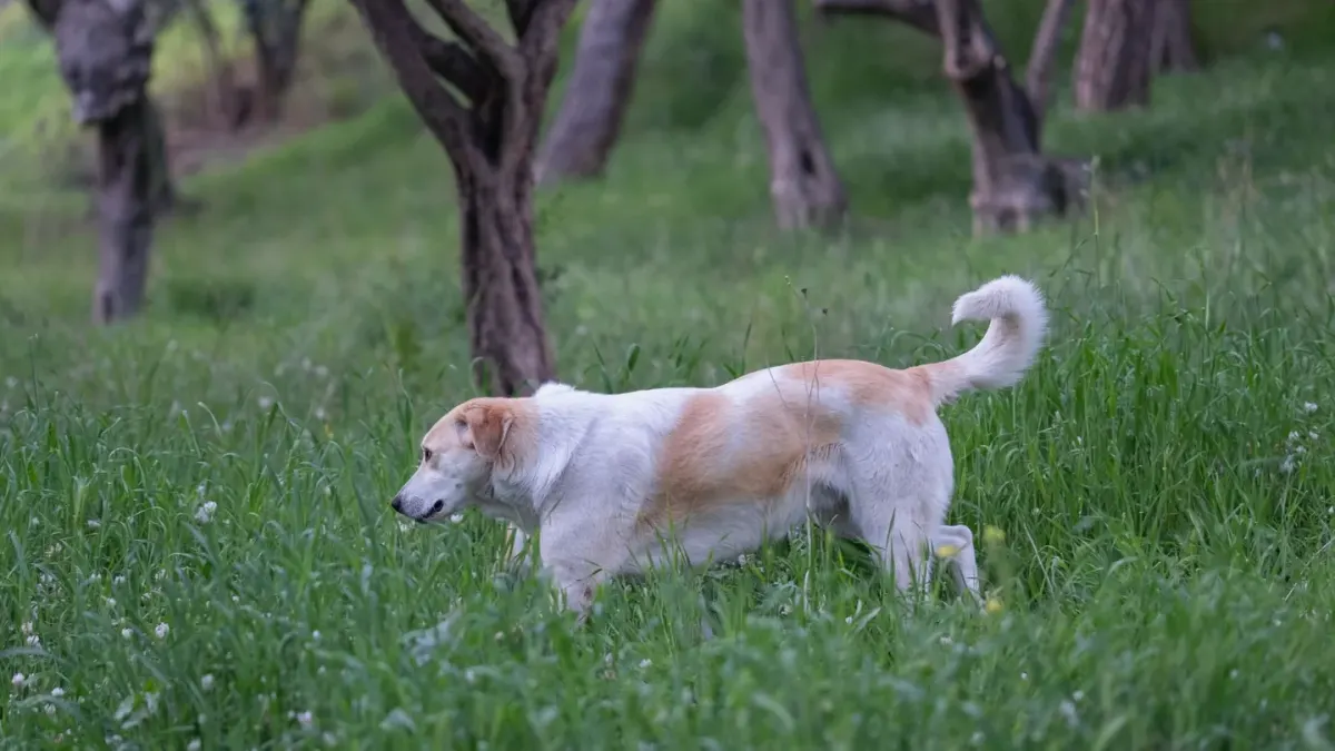 Senior dog walking outdoors