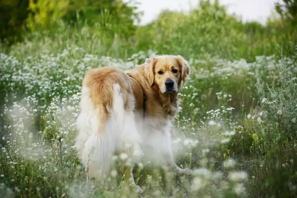 Senior dog walking outdoors