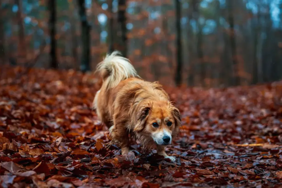 Senior dog walking outdoors