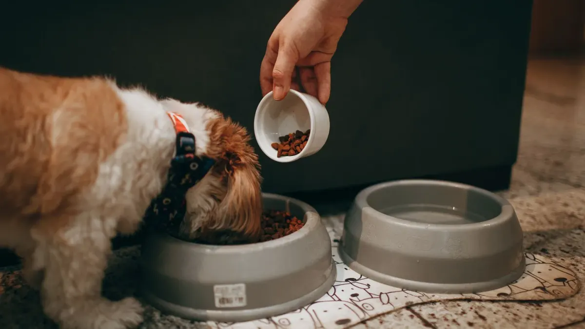 Senior dog walking with an owner