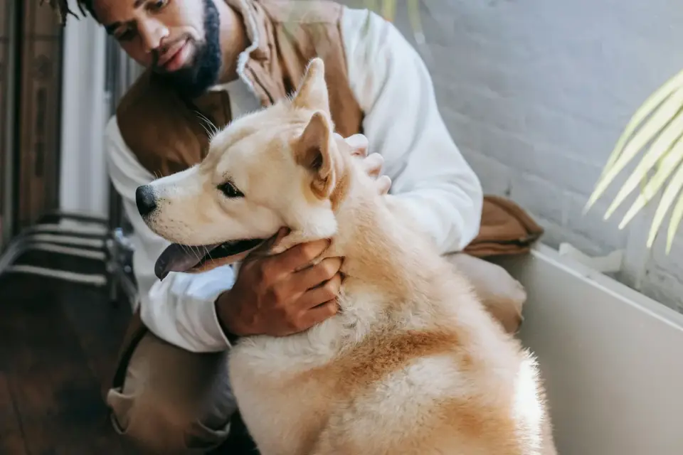 Senior dog walking with an owner