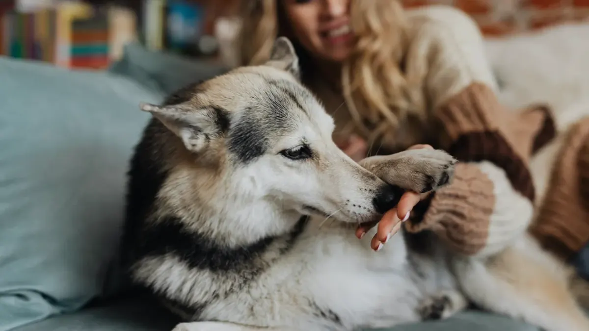 Senior dog walking with an owner
