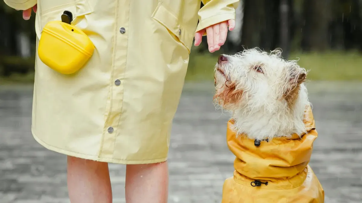 Senior dog walking with an owner