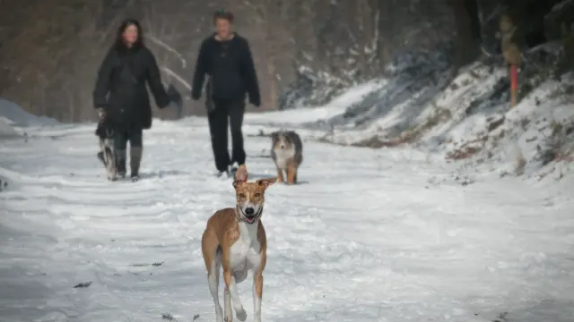 Senior dog walking with an owner