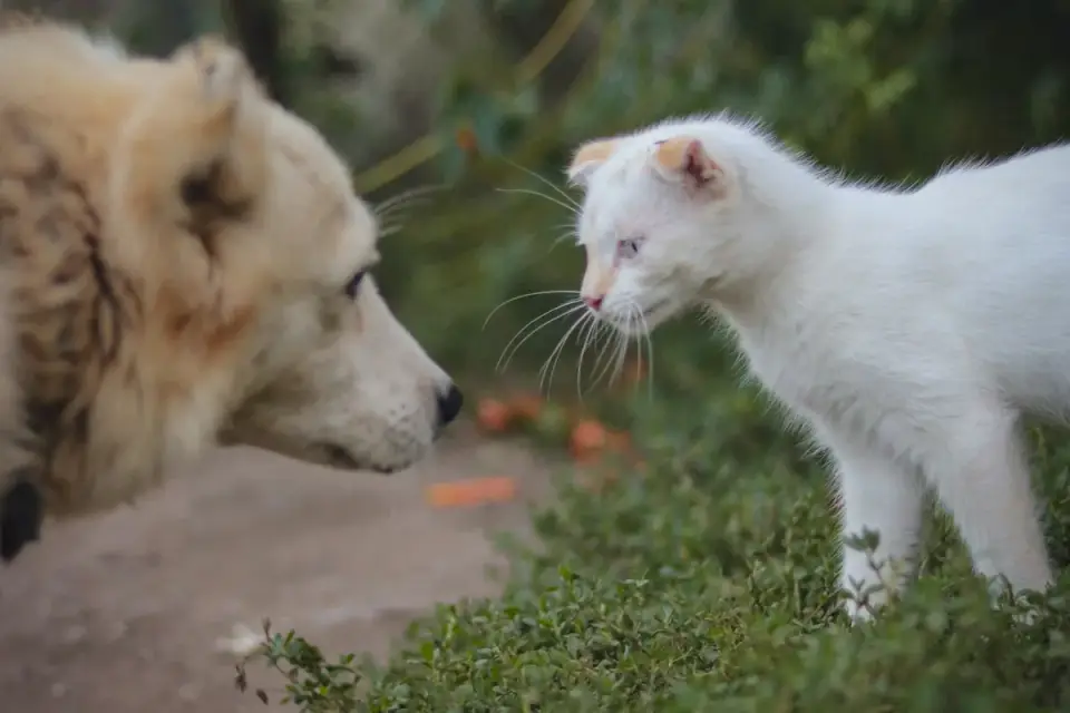 Two dogs standing stiffly facing each other with raised hackles