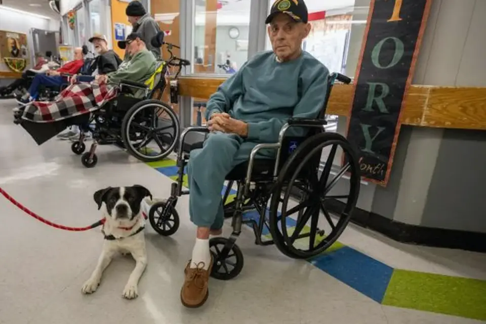 Two dogs together