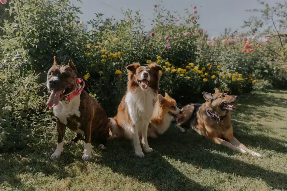 Variety of small and low-energy dog breeds together
